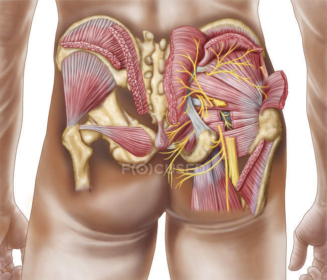 Anatomía de los músculos glúteos en las nalgas humanas - foto de stock