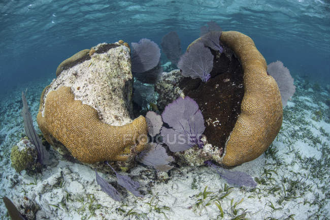 Corales cerebrales y gorgonias en aguas poco profundas - foto de stock