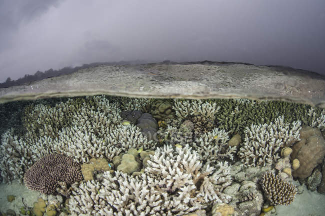 Кораловий риф росте на мілкій воді — стокове фото