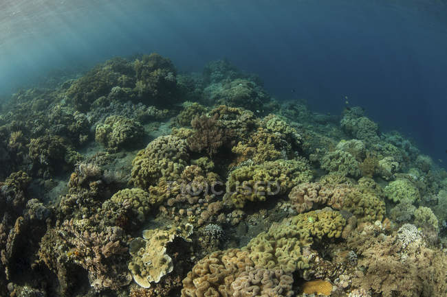 Field of soft corals on underwater slope — Stock Photo