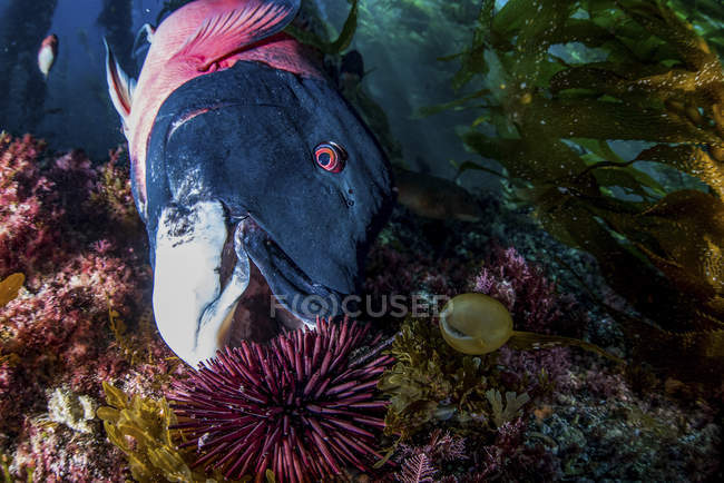 Male sheephead feeding on sea urchin — Stock Photo