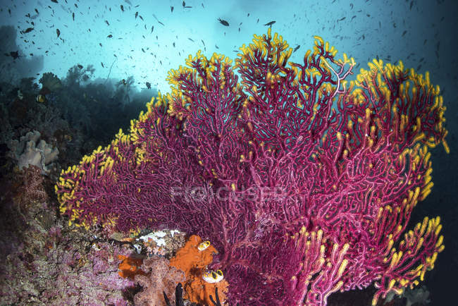 Ventilador de mar roxo com franja amarela — Fotografia de Stock