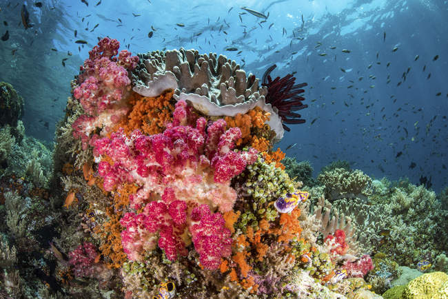 Fische und Weichkorallen am Riff — Stockfoto