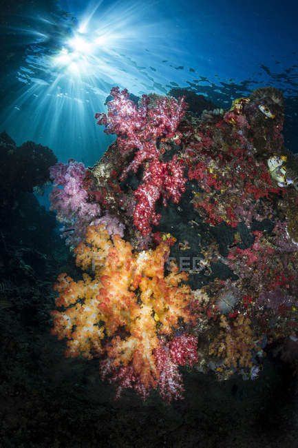 Coral suave y explosión de sol en Raja Ampat - foto de stock