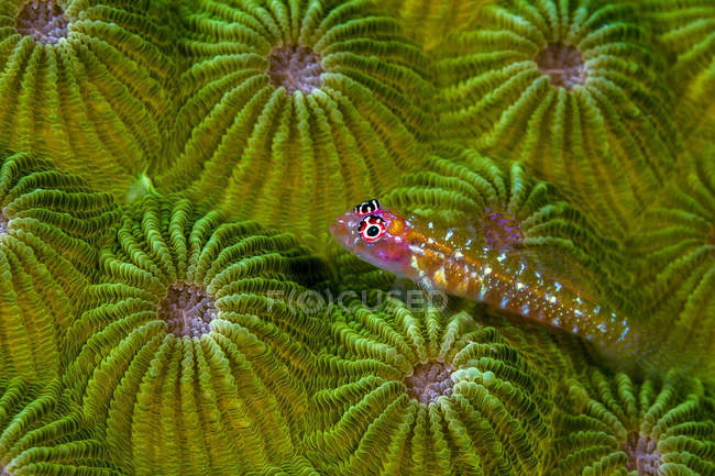 Gobie pygmée près de corail vert — Photo de stock