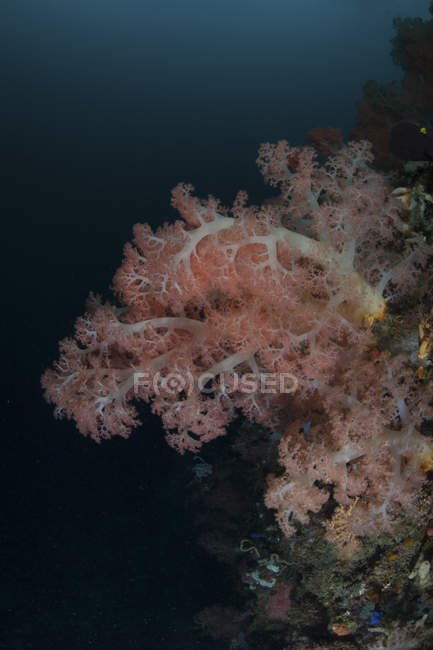 М'які корали, що процвітають на глибокому рифі — стокове фото