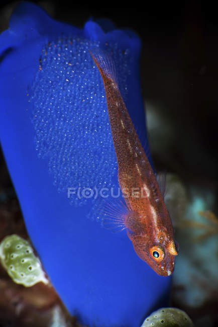 Goby with eggs on tunicate — Stock Photo