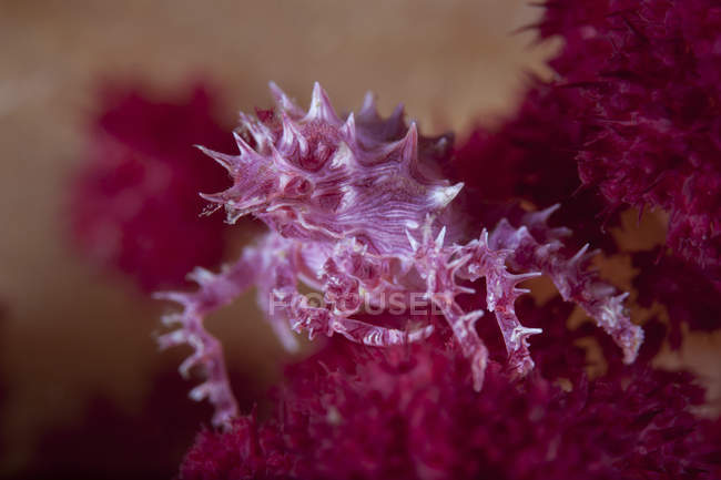 Tiro de primer plano de cangrejo de coral suave - foto de stock