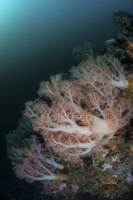 Soft corals growing on deep reef — Stock Photo