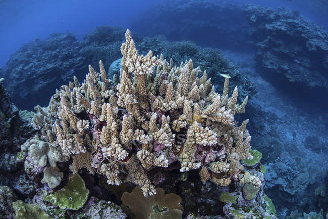 Farbenfrohe riffbildende Korallen — Stockfoto