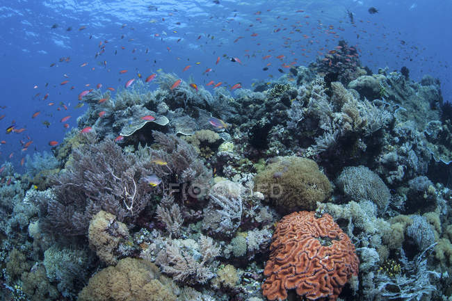 Korallenriff im Komodo-Nationalpark — Stockfoto
