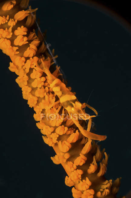 Camarão de chicote de mar laranja em coral, Estreito de Lembeh, Sulawesi do Norte, Indonésia — Fotografia de Stock