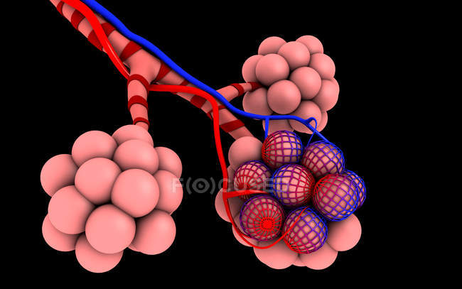 Medizinische Illustration der Lungenbläschen auf schwarzem Hintergrund — Stockfoto