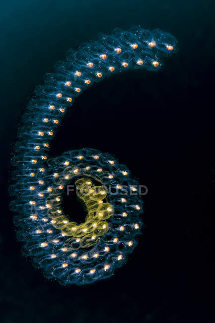 Pelagic tunicates in dark water — Stock Photo