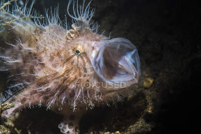 Striated hairy frogfish yawning — Stock Photo