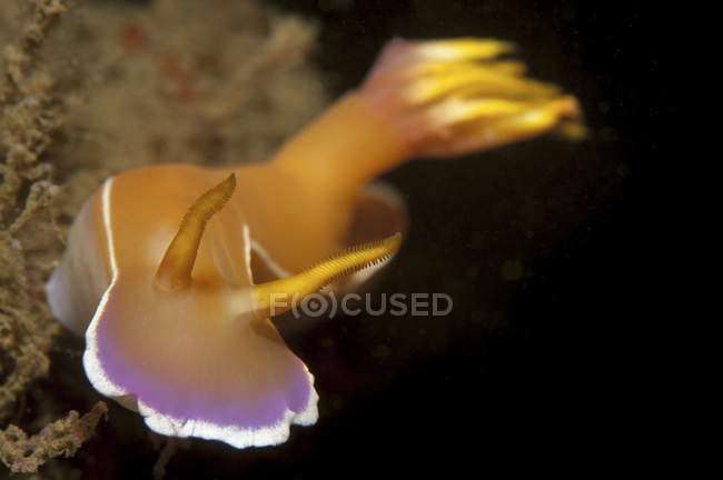 Hypselodoris bullockii nudibranch — Stock Photo