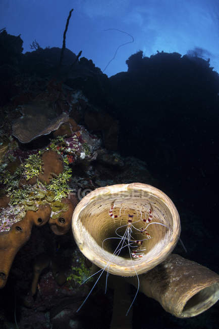 Banded cleaner shrimps in tube sponge — Stock Photo