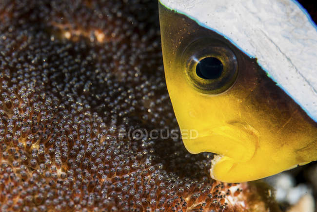 Anemonefish cleaning and aerating eggs — Stock Photo