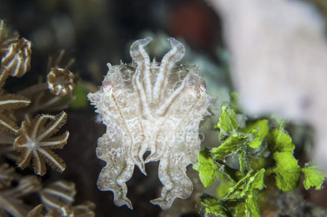 Pygmy cuttlefish hovering near corals — Stock Photo