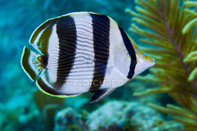 Banded Butterflyfish swimming by sea ferns — Stock Photo