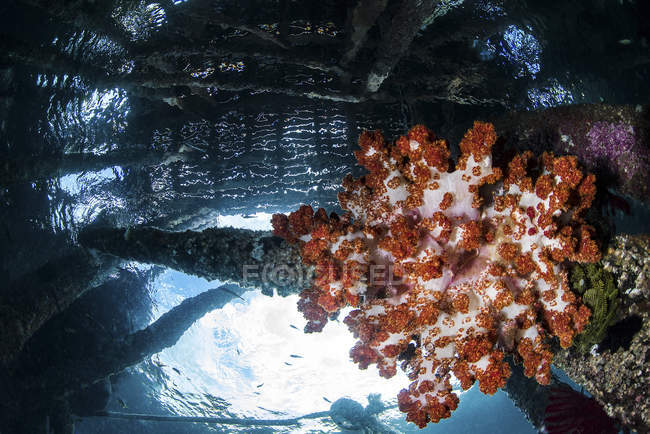 Coral macio crescendo sob molhe — Fotografia de Stock