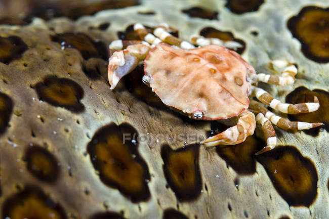 Krabbe auf Seegurke — Stockfoto