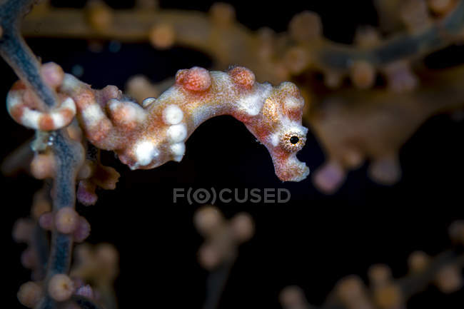 Caballo de mar pigmeo en rama de coral - foto de stock