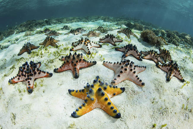 Colorate gocce di cioccolato stelle marine sul fondo del mare — Foto stock