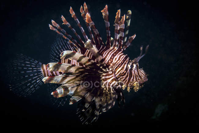 Lionfish swimming in dark water — Stock Photo