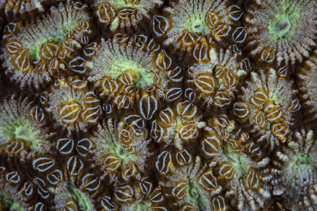 Акольские плоские черви, покрывающие коралловую колонию — стоковое фото