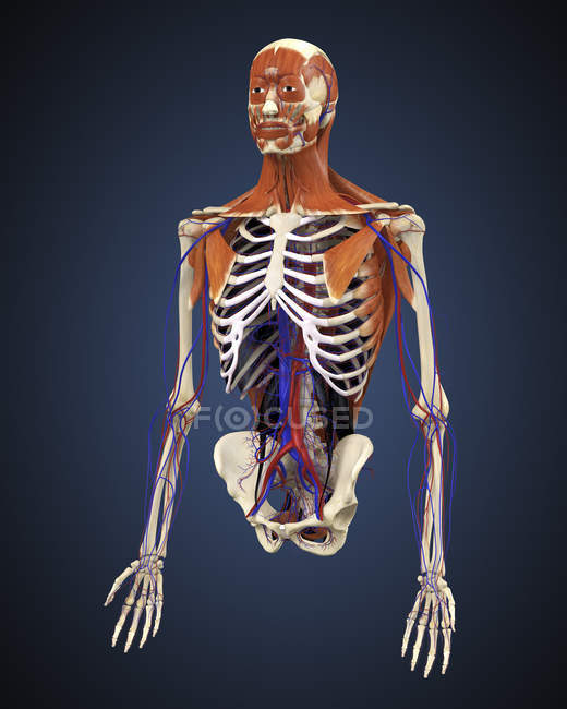 Corps humain avec os, muscles et système circulatoire — Photo de stock