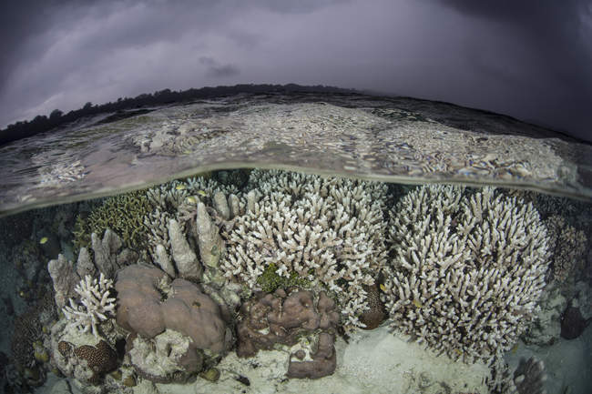 Recifes de coral crescendo em águas rasas — Fotografia de Stock