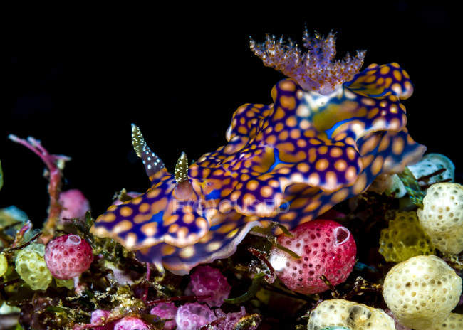 Сітчастий miamira nudibranch — стокове фото