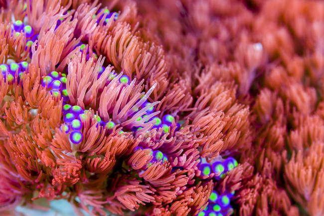 Anémona de mar colorido - foto de stock