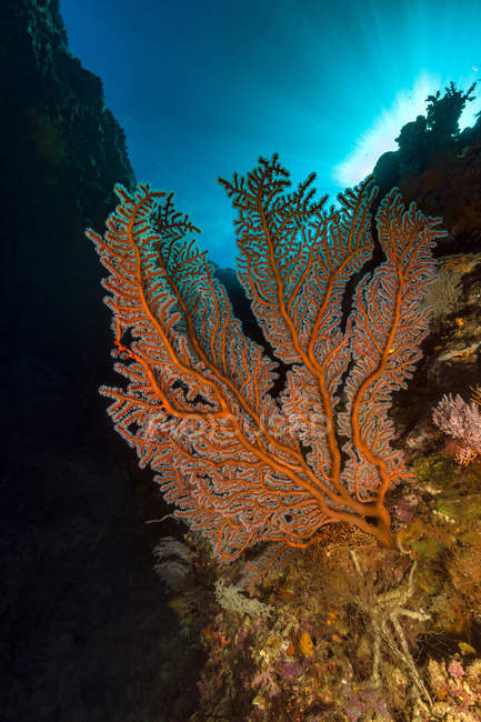 Ventilateur de mer gorgonien sur récif — Photo de stock