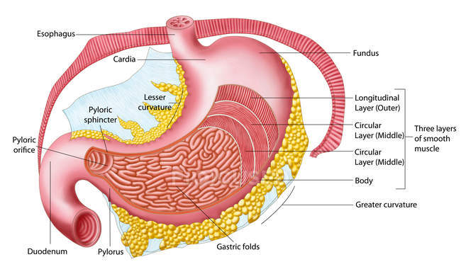 Ilustración médica de la anatomía del estómago humano - foto de stock