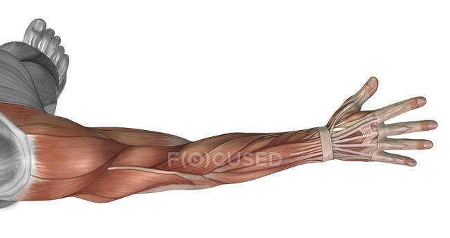 Muscle anatomy of the human arm — Stock Photo