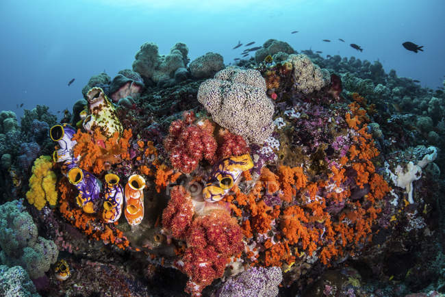 Морські спідниці і м'які корали — стокове фото
