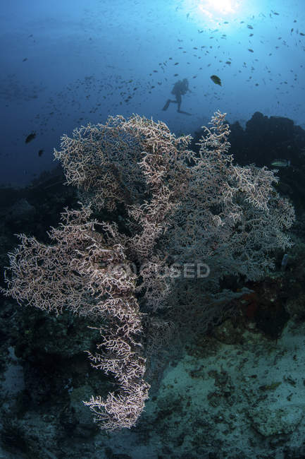 Огромный горгониан на рифе с дайвером — стоковое фото