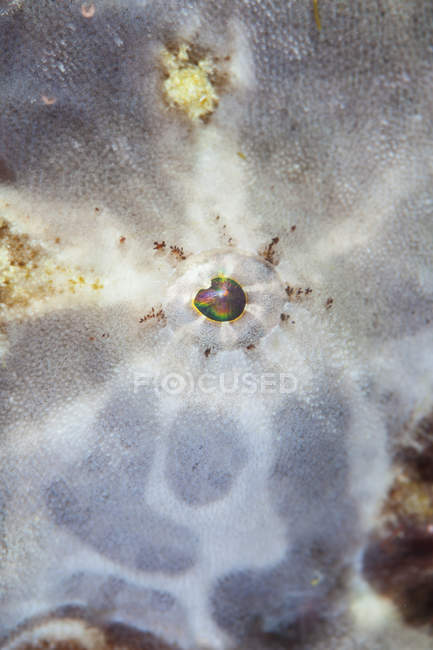 Occhio di pesce rana primo piano colpo — Foto stock