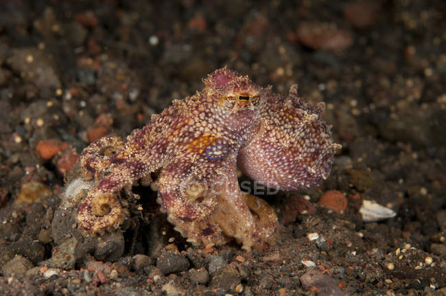 Ocellate octopus on rocky seabed — Stock Photo