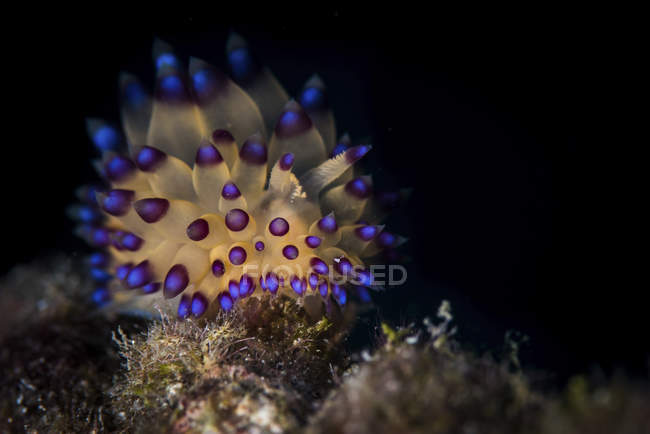 Janolus nudibranch на риф — стокове фото