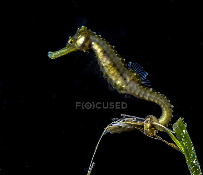 Hippocampe pélagique flottant en eau sombre — Photo de stock
