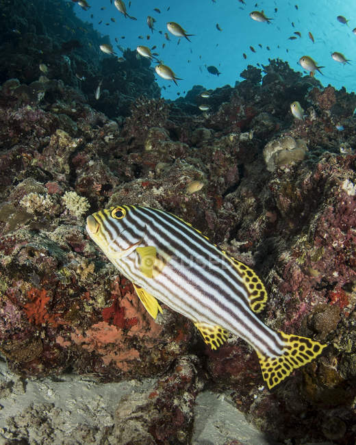 Sweetlips плаває над рифом — стокове фото