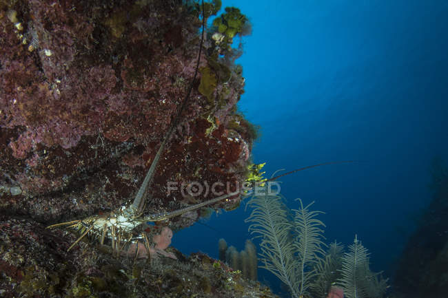 Langosta espinosa en el arrecife - foto de stock