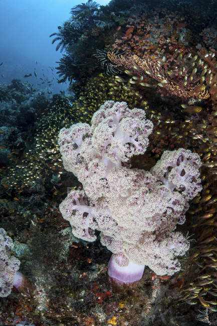 Colonia de coral blando en la ladera del arrecife - foto de stock