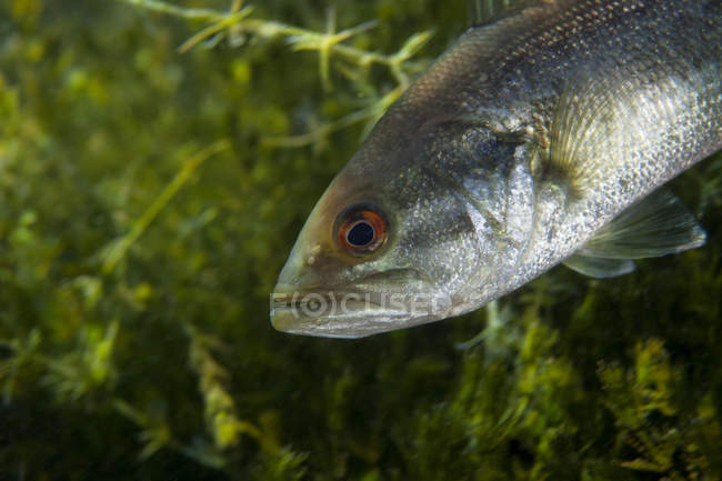Florida largemouth bass — Stock Photo