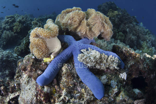 Estrella de mar azul en el arrecife de coral - foto de stock