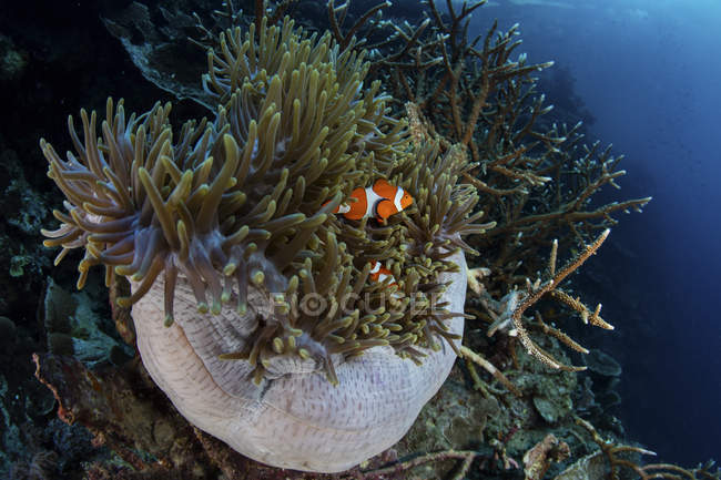Clownfische schwimmen zwischen Tentakeln der Anemone — Stockfoto