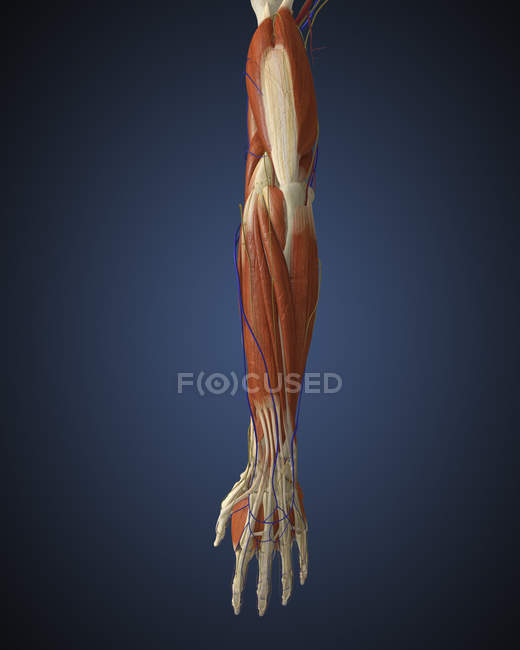 Brazo humano con huesos, músculos y nervios - foto de stock
